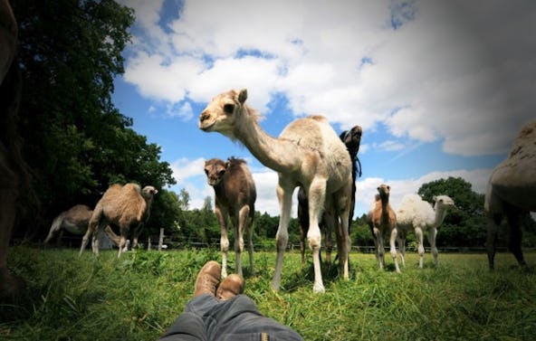 Kamelreiten Hiddingen