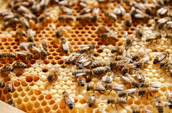 Bienenseminar mit Verkostung für 2 Bühl
